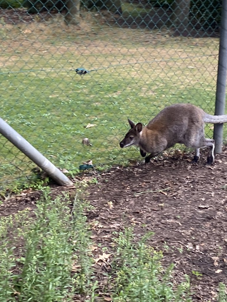 Bennett Wallaby. Père et fils. 2 pour le prix d'un., Avril, Mâle