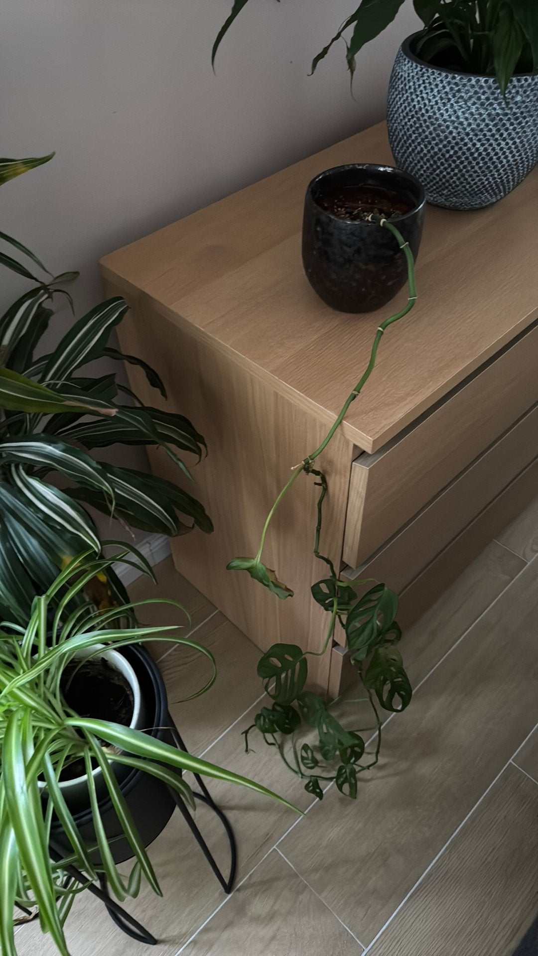Plante Monstera adansonii, Maison & Meubles, Enlèvement