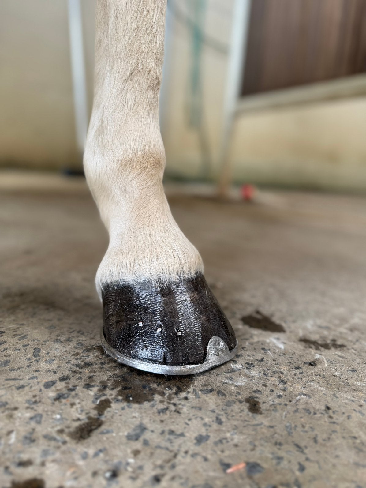 Hoefsmid aangeboden, Dieren en Toebehoren, Ophalen, Zo goed als nieuw
