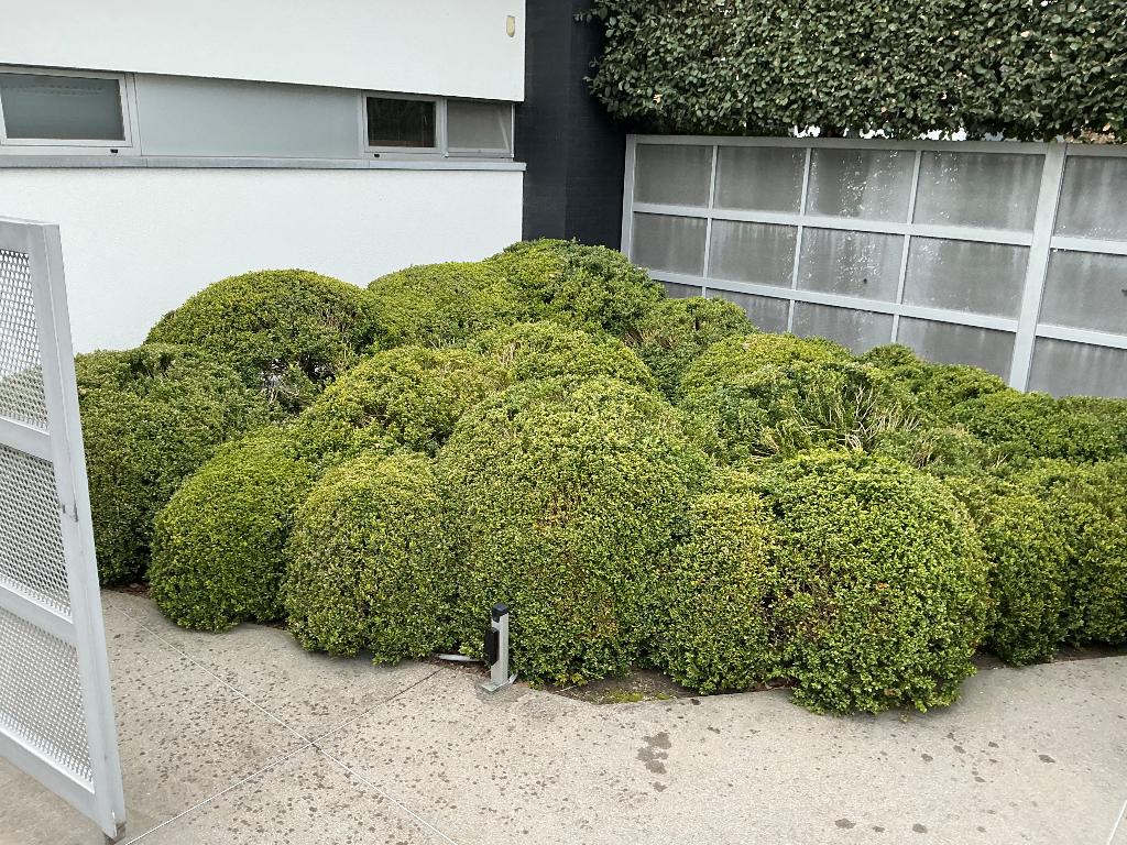 Buxus bollen/tuintje, Ophalen, Buxus, Struik