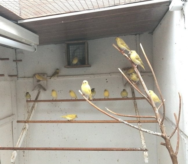 sijzen diverse, Dieren en Toebehoren, Meerdere dieren, Wildzangvogel, Geringd