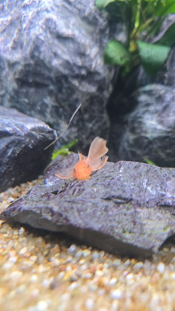 Nageoire longue rouge Ancistrus SP