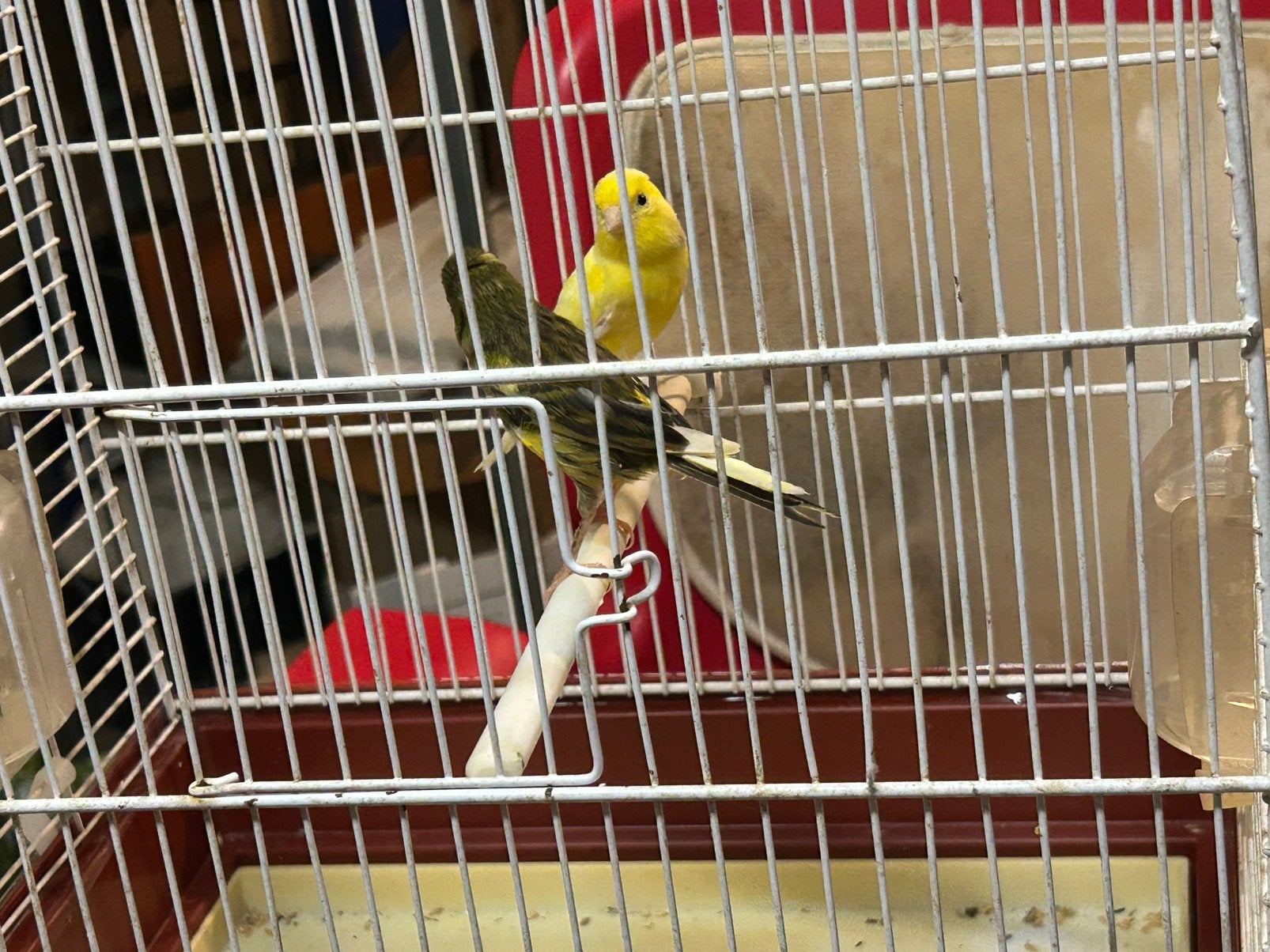 couple raza avec cage de reproduction, Femelle, Oiseau tropical, Domestique