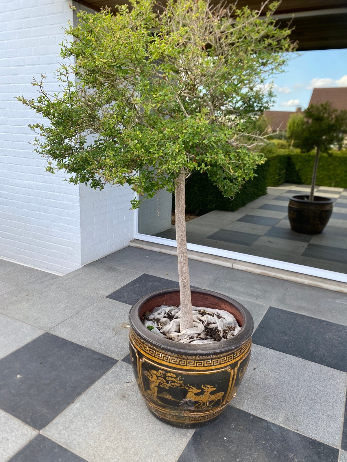 Buxus op stam, Ophalen