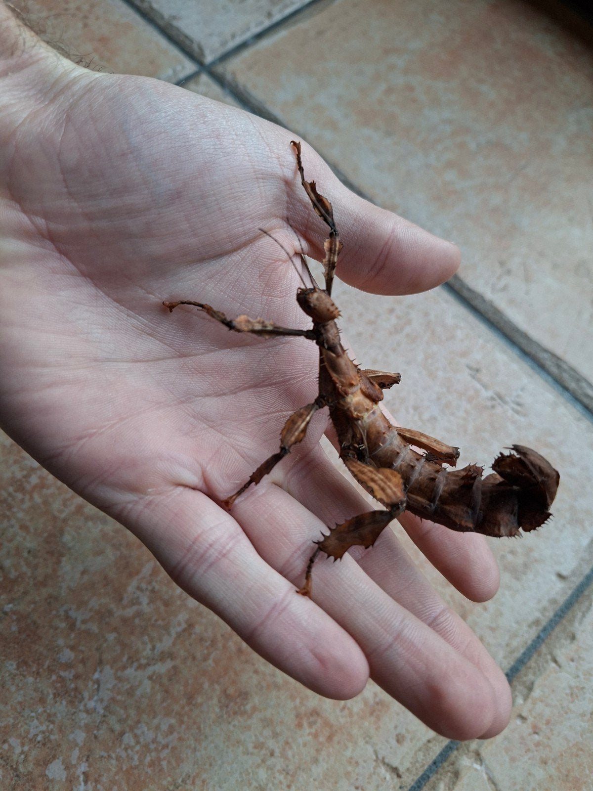 Australische flappentakken wandelende tak, Wandelende tak