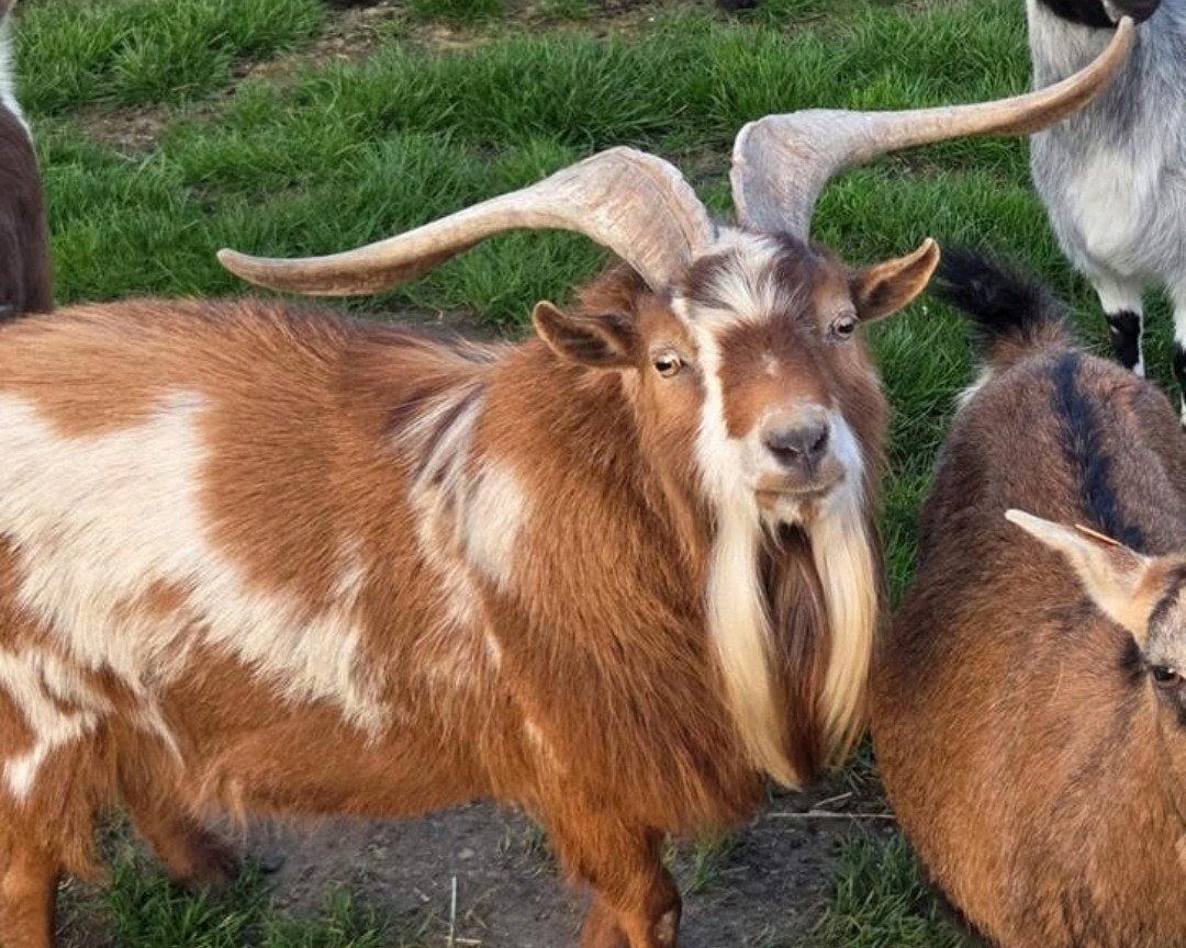 Te huur/koop abrikoos dwerggeitbok dekbok, Dieren en Toebehoren