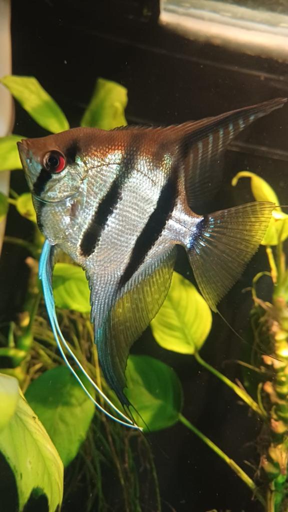 Poisson-ange Redbeck