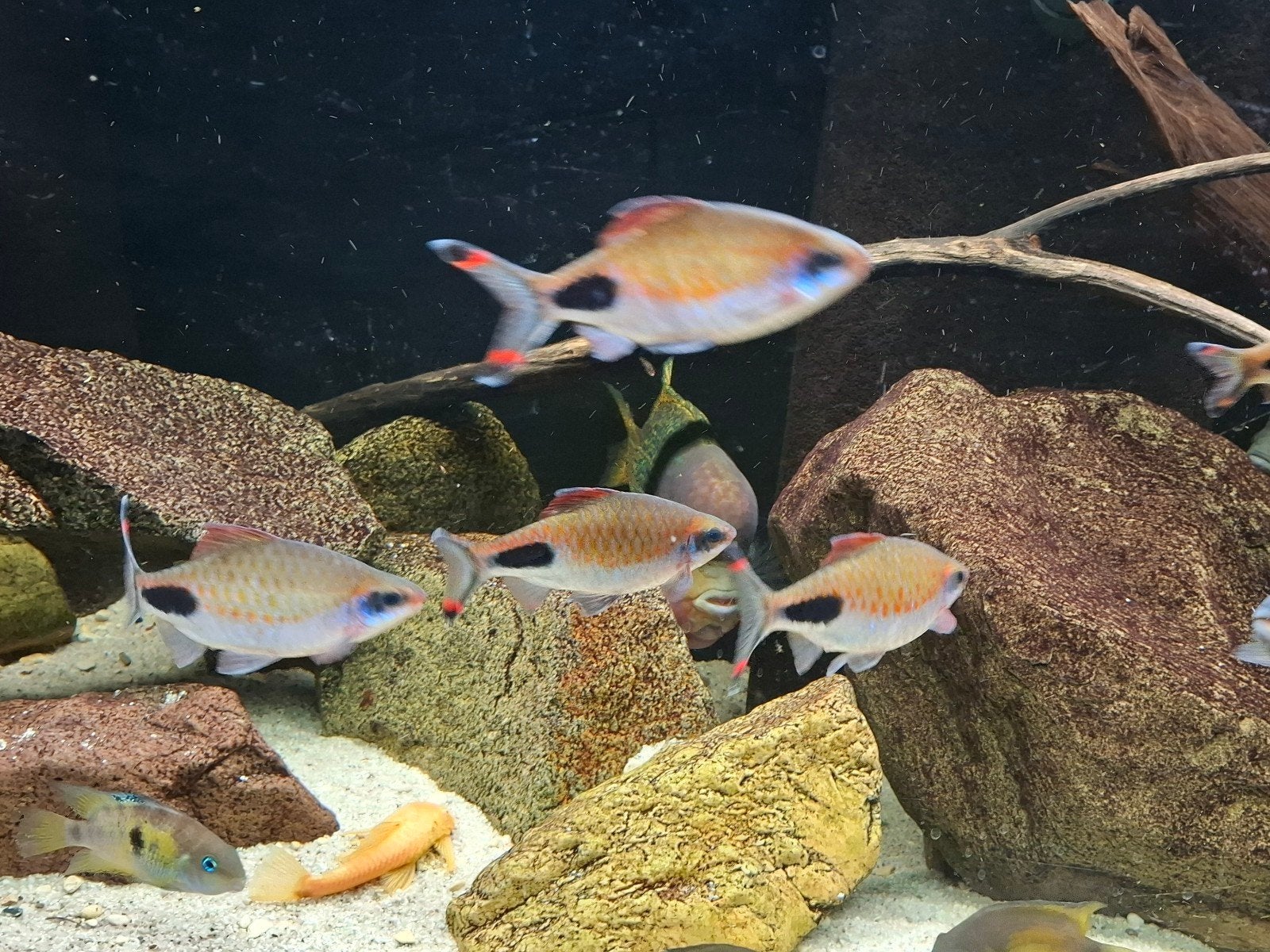 Dawkinsia Assimilis en Filamentosa, Dieren en Toebehoren, Vis, Zoetwatervis, Schoolvis