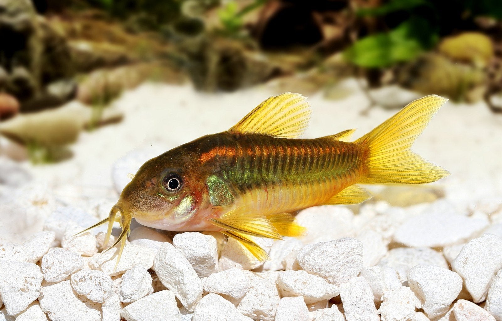 Corydoras Orange Neon Stripe CW23, Dieren en Toebehoren, Vis, Zoetwatervis, Schoolvis