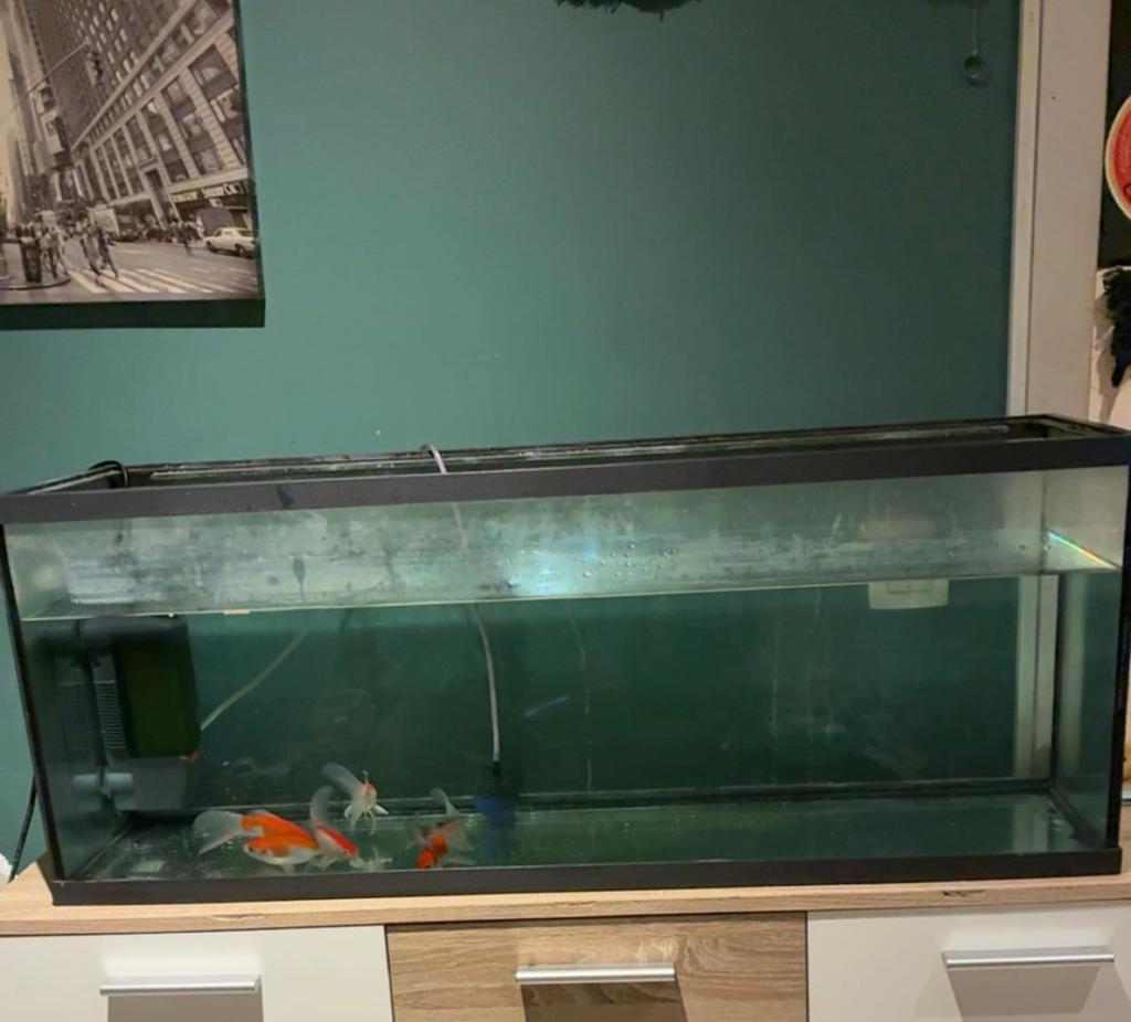 Aqarium met vissen zie beschrijving mvg, Gebruikt, Overige typen, Ophalen of Verzenden, Eheim