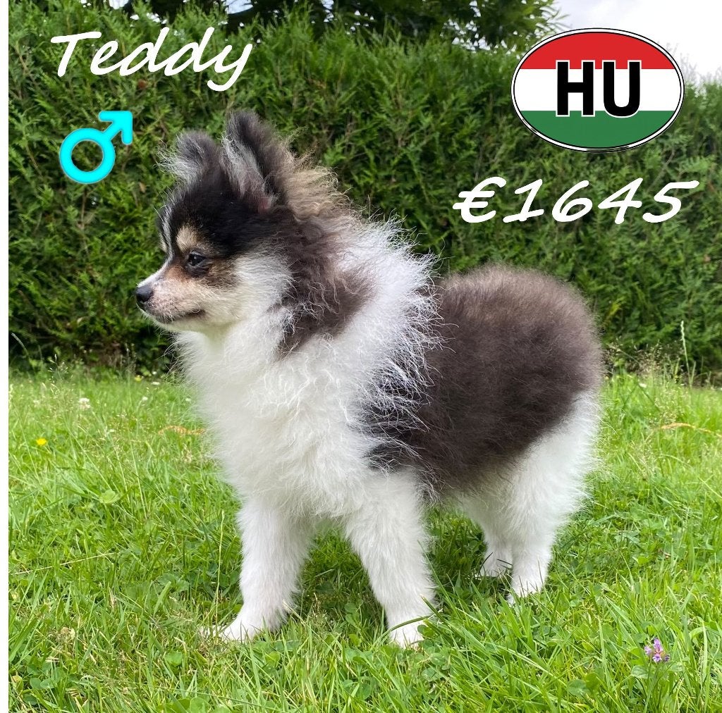 Teddy & Tiago, deux petits Spitz pleins de charme, 15 semaines à 1 an, Loulou, Chien (mâle), Hépatite contagieuse (maladie de Rubarth)
