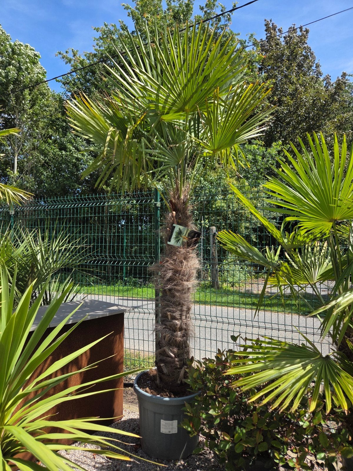 Palmboom Trachycarpus Fortunei - winterharde palmboom, Tuin en Terras, Bloembollen en Zaden, Ophalen