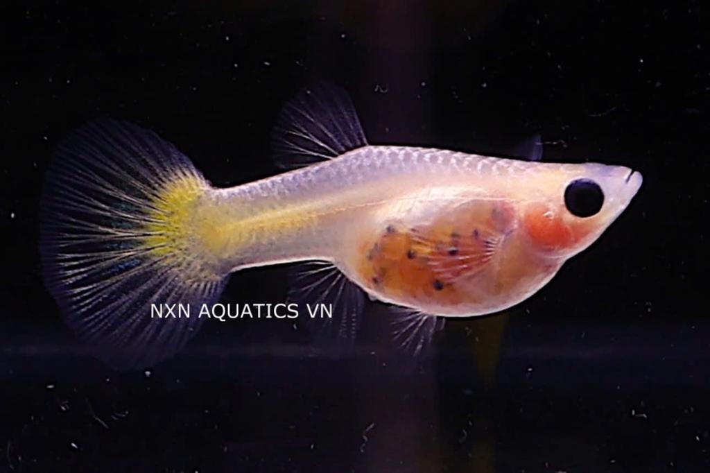 GEZOCHT GLAS BELLY GUPPY, Dieren en Toebehoren, Vissen | Aquariumvissen