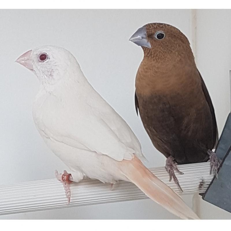 Zilverbek jongen 2026, Dieren en Toebehoren, Vogels | Overige Vogels