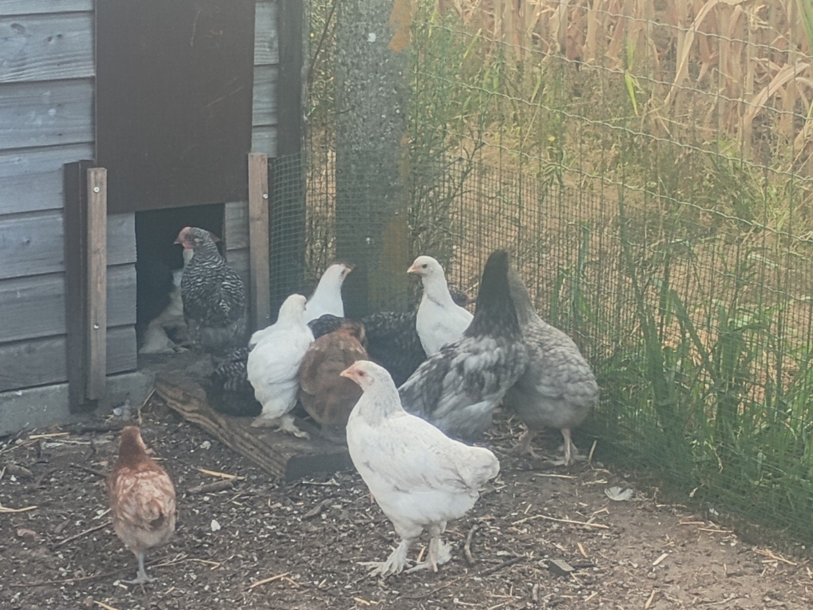 jonge leghennen 31/04, Dieren en Toebehoren, Pluimvee