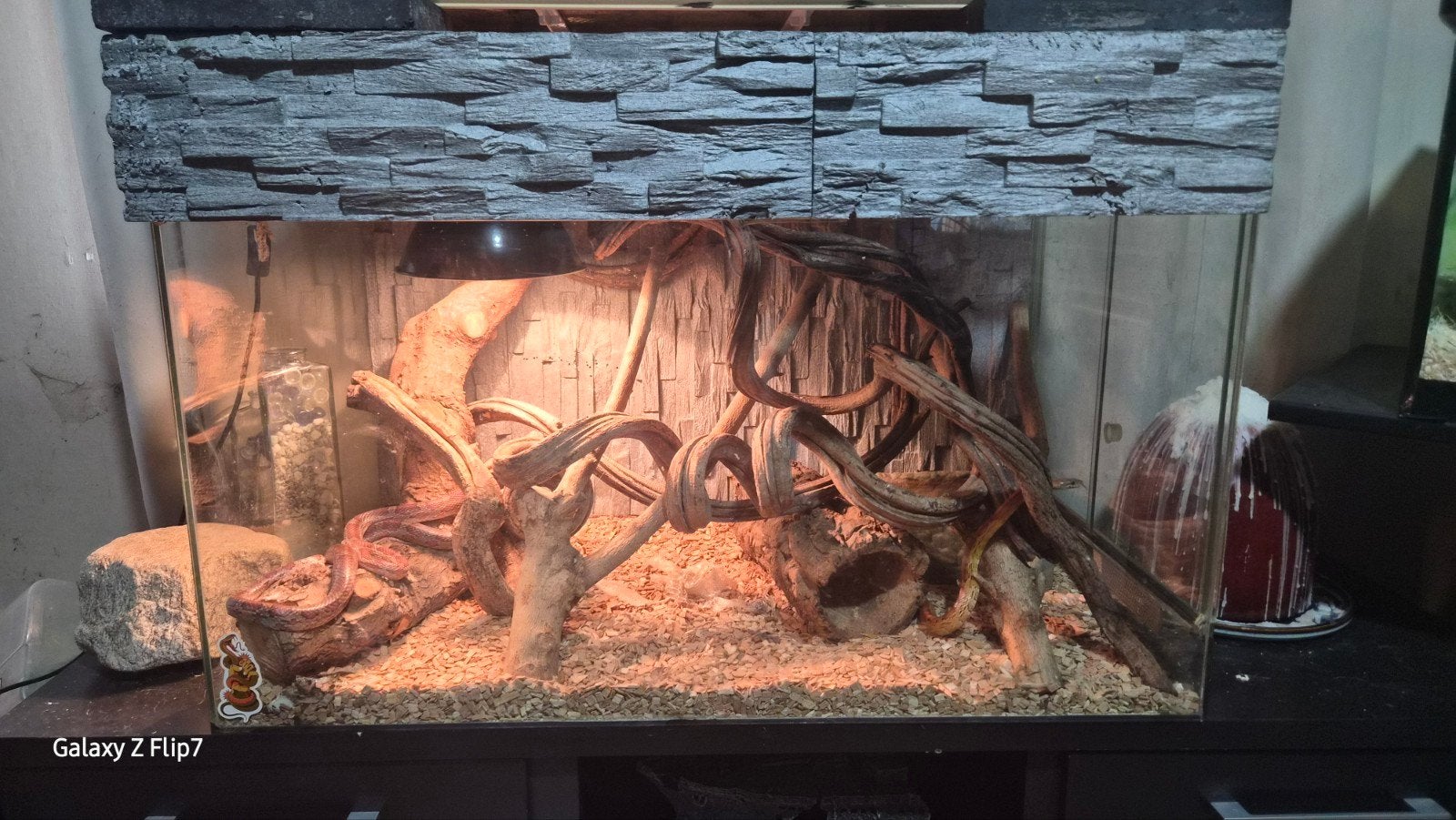 terarium met koppel korenslangen, Ophalen