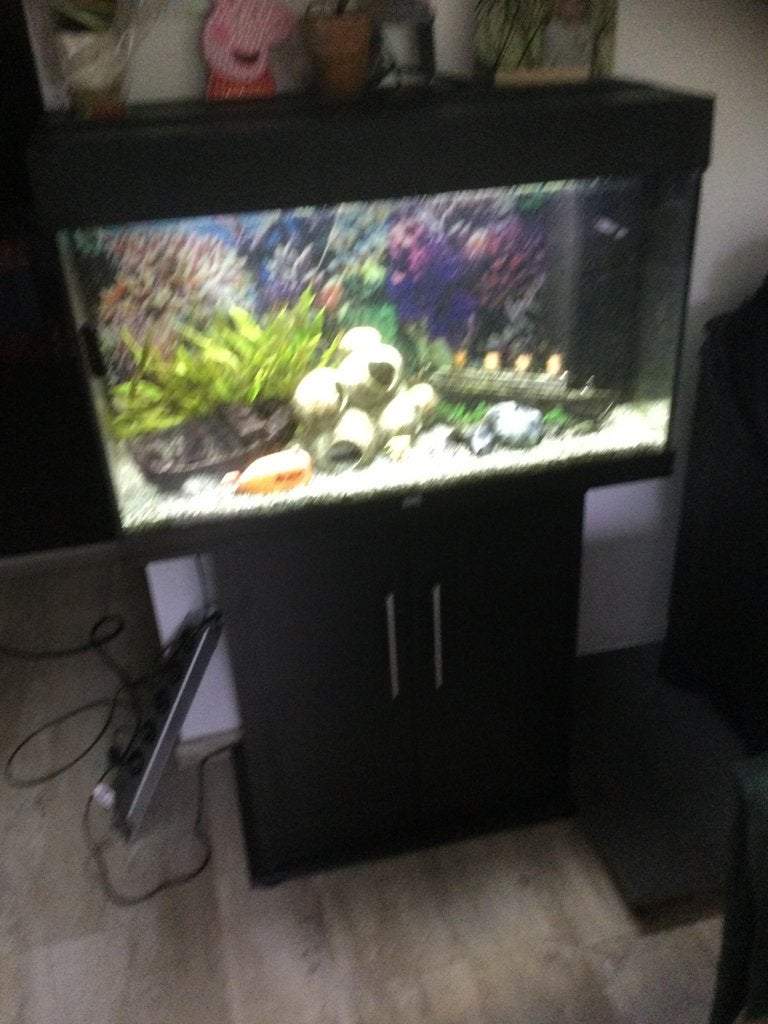 Aquarium, Ophalen, Gevuld zoetwateraquarium, Juwel, Inclusief vissen