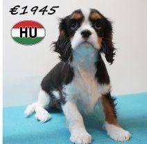 Cavalier King Charles - Tricolor chiots à vendre, 15 semaines à 1 an, Hépatite contagieuse (maladie de Rubarth), Autres races