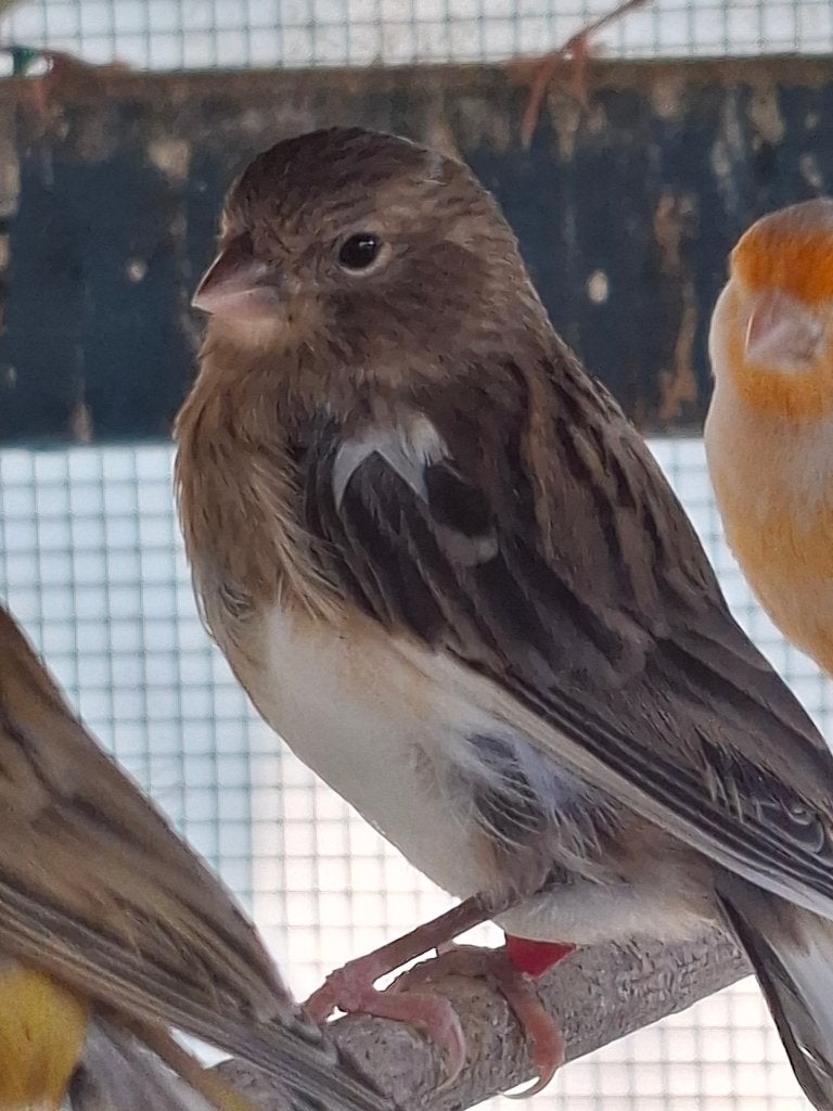 Kanaries, Dieren en Toebehoren, Vogels | Kanaries, Geslacht onbekend, Kleurkanarie