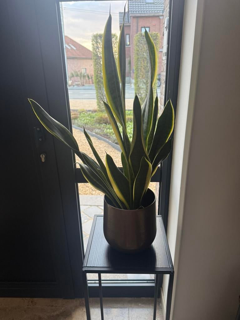Sanseveria zonder pot, Ophalen