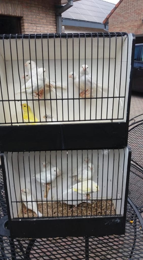 Canaries, Animaux & Accessoires, Plusieurs animaux, Canari de couleur