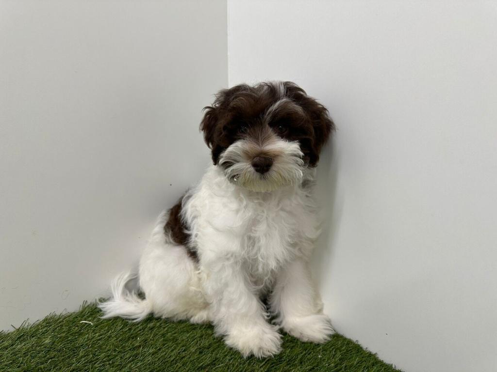Havanezer pups, België, Overige rassen, 8 tot 15 weken, Parvo