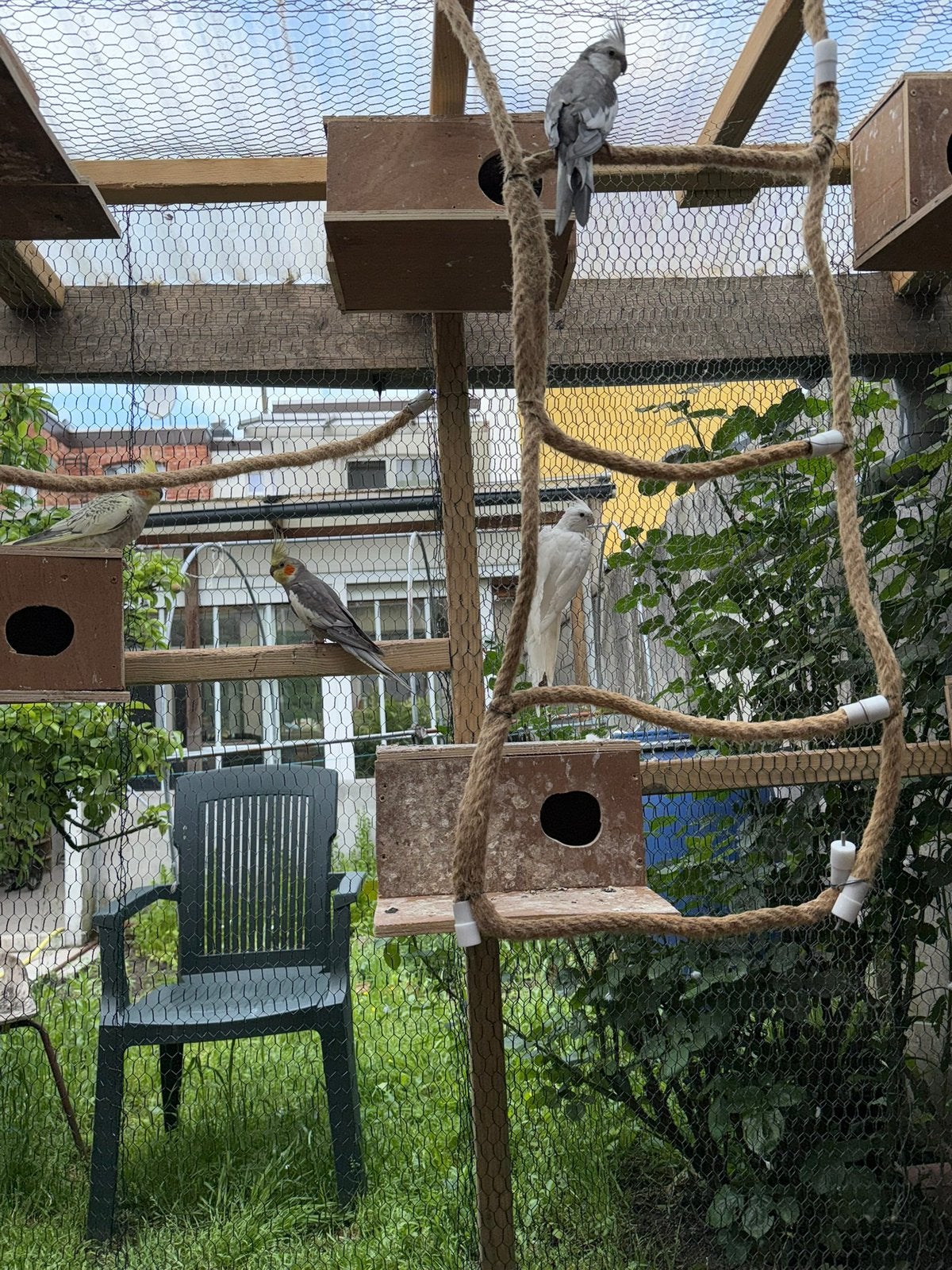 Valkparkieten te koop, Dieren en Toebehoren, Ophalen, Zo goed als nieuw