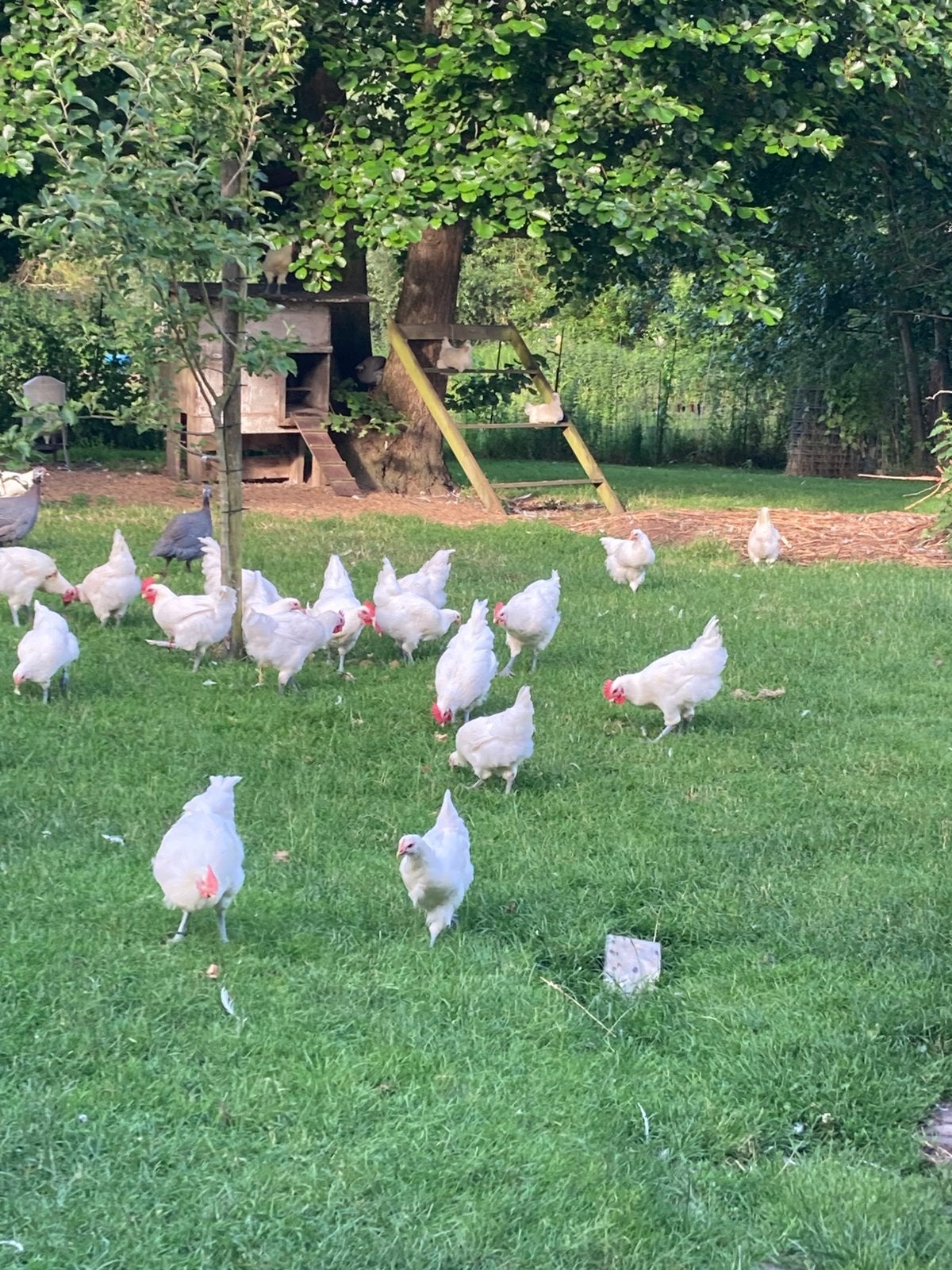 Œufs à incuber Animaux de race Poule de Bresse, Poule ou poulet