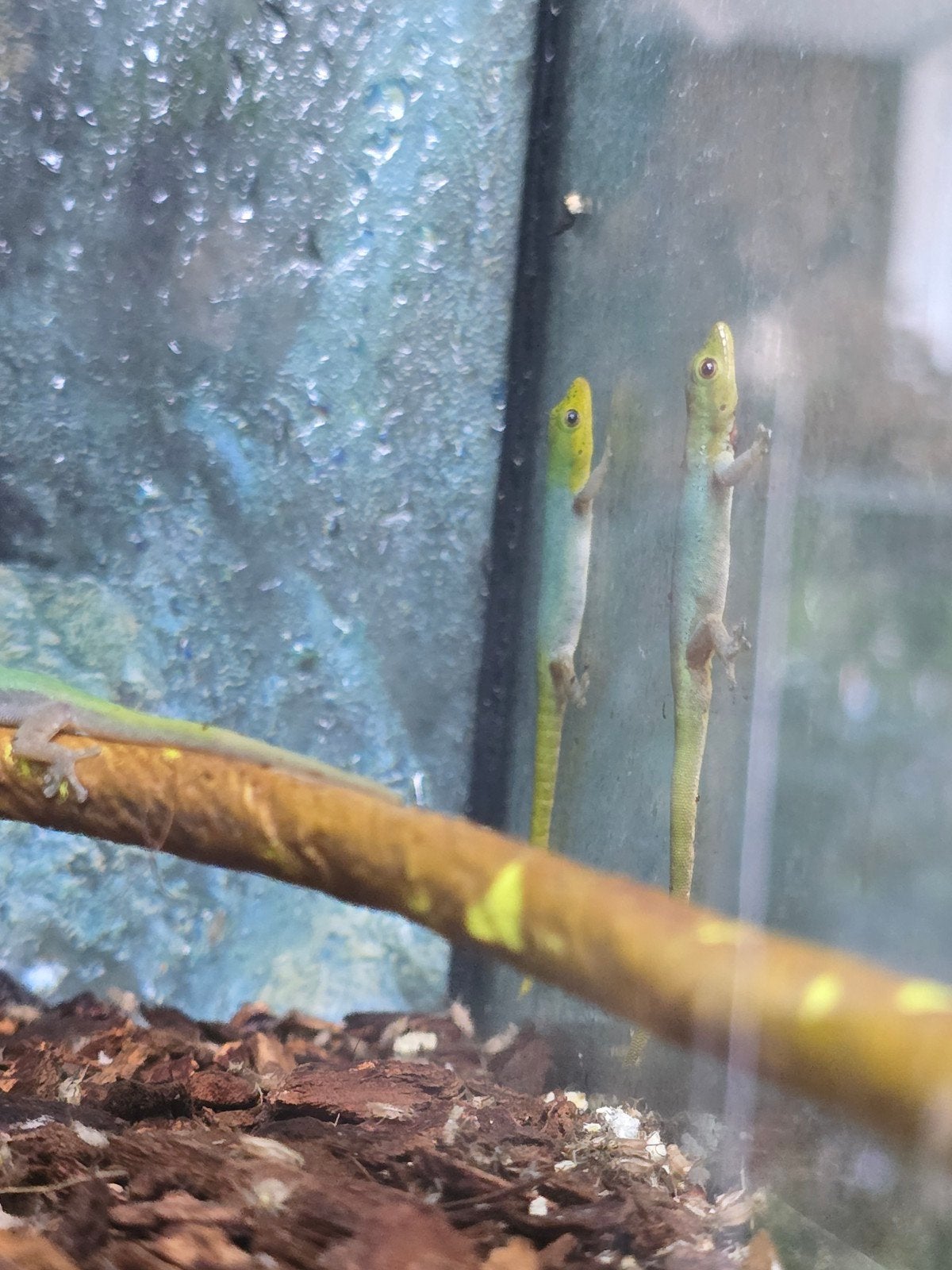 meerdere lygodactylus conraui beschikbaar, Dieren en Toebehoren, Vissen | Aquariumvissen