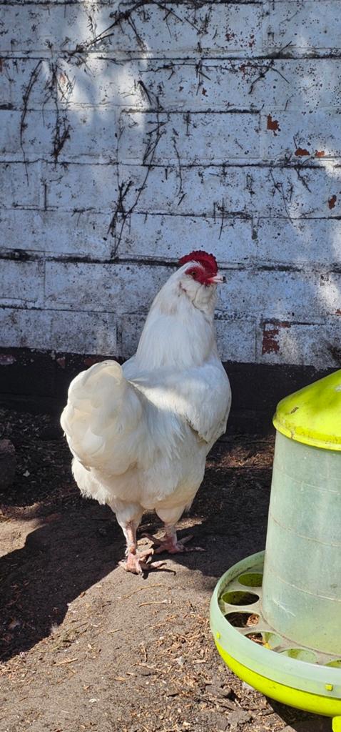 Faverolles haantje te koop, Dieren en Toebehoren, Mannelijk, Kip