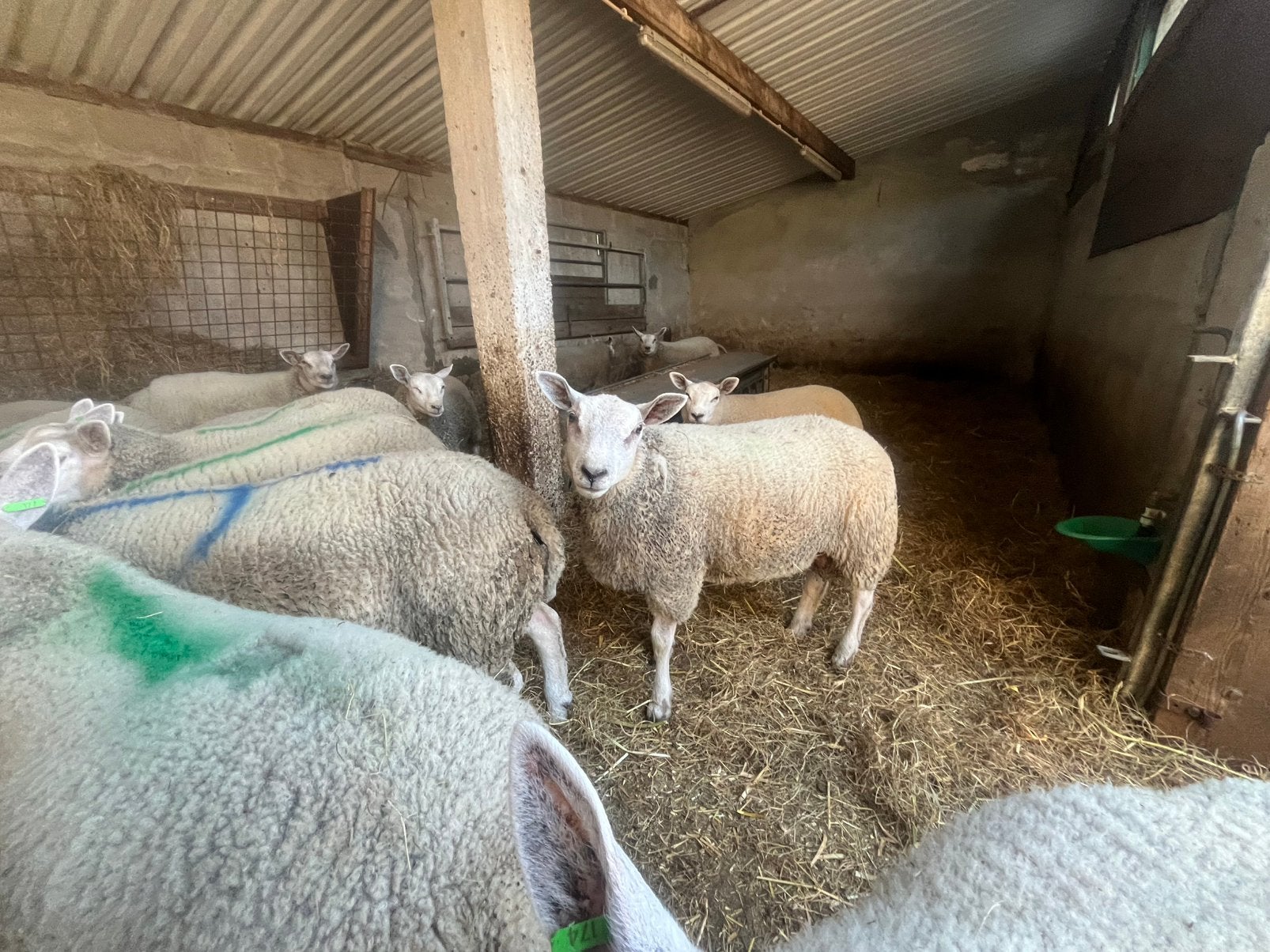 Lammeren, Dieren en Toebehoren