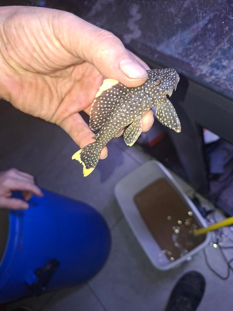 2 lnr, Dieren en Toebehoren, Vissen | Aquariumvissen