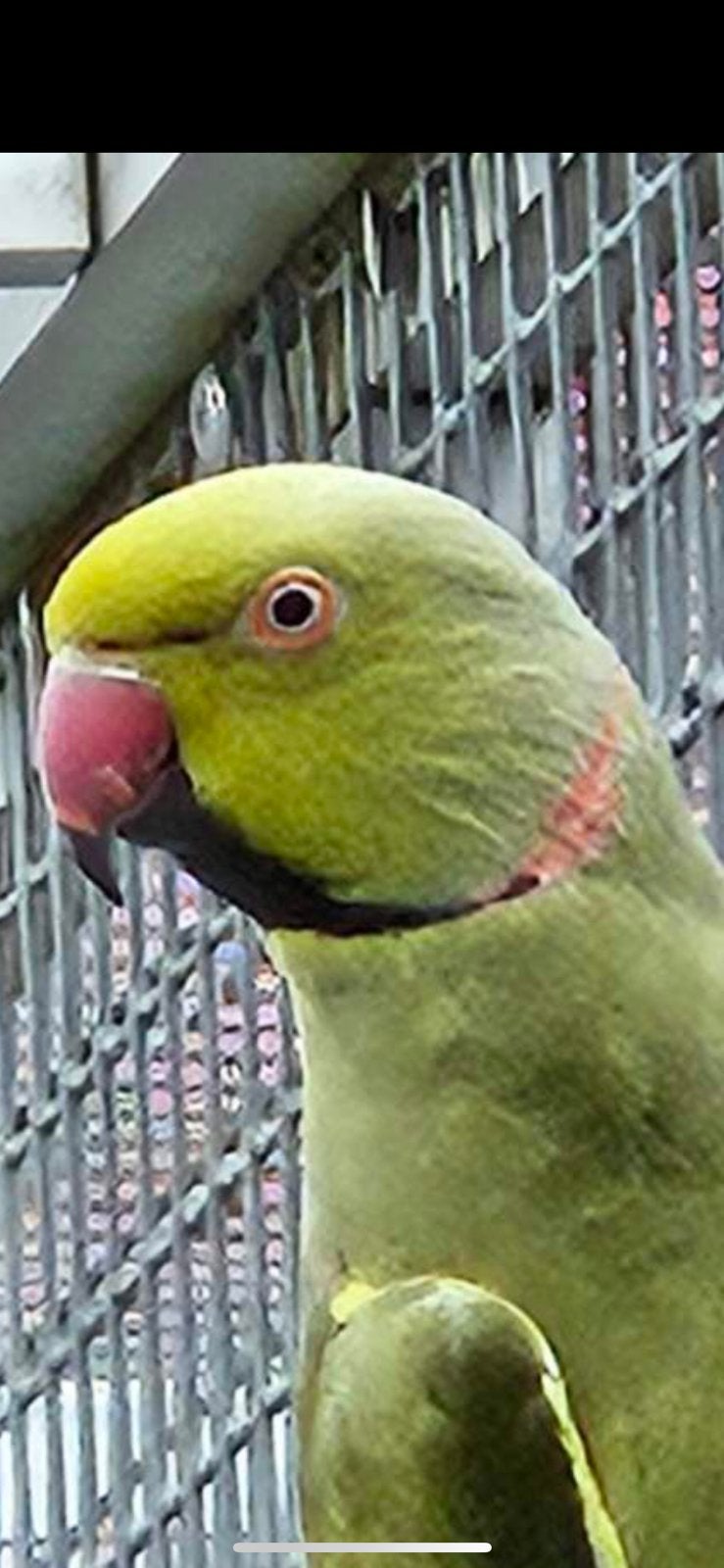Zeldzame mutatie afrikaanse halsband parkietjes, Dieren en Toebehoren, Vogels | Parkieten en Papegaaien