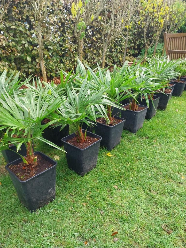 Trachycarpus fortunei palmplanten, Ophalen