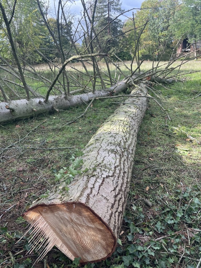 Arbres à bois de chauffage, 3 à 6 m³, Enlèvement, Autres essences de bois, Troncs d'arbres