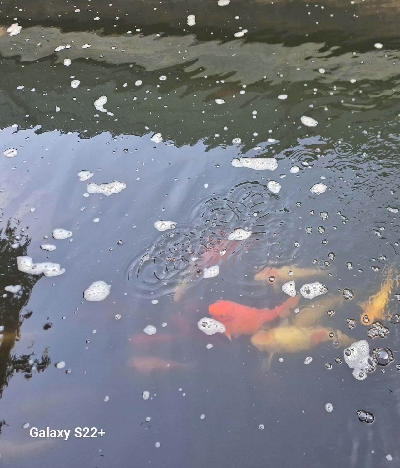 Koikarpers en uv-filter, Dieren en Toebehoren