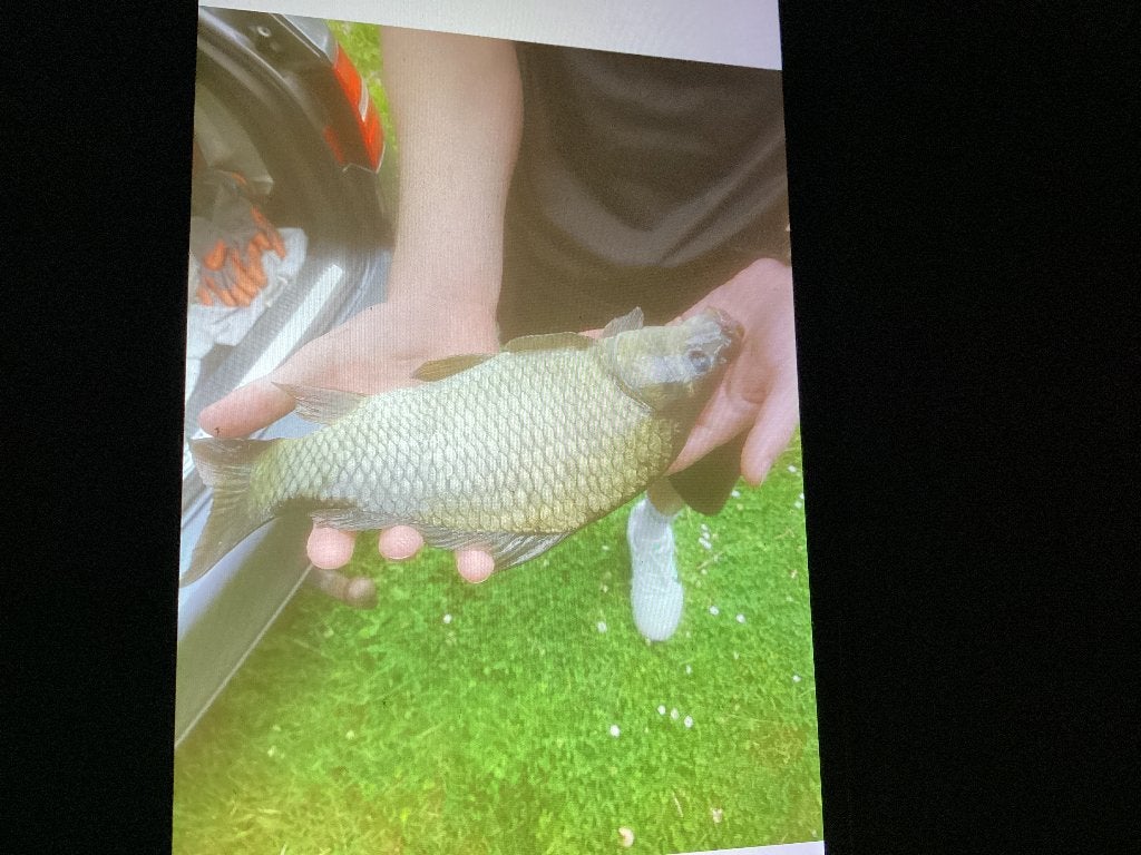 Karpertjes, Dieren en Toebehoren, Vissen | Vijvervissen, Karper of Koi