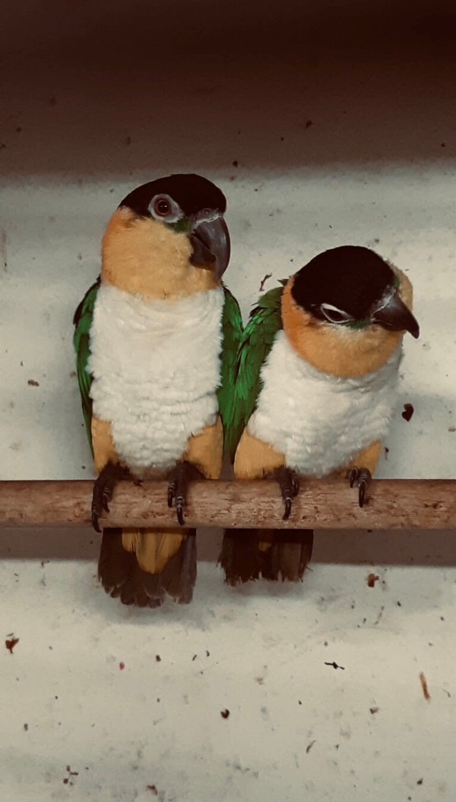 Laatste Koppel zwartkop Caique’s bewezen en mooi groot