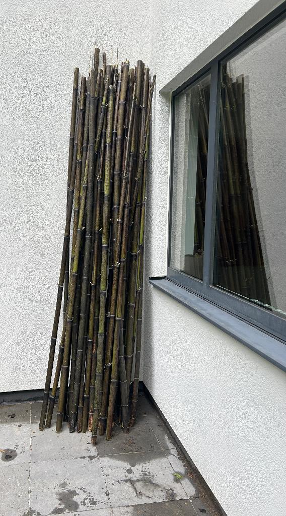 dikke, zwarte bamboestokken 2 meter hoog te koop  1euro/stuk, Ophalen, Zwart
