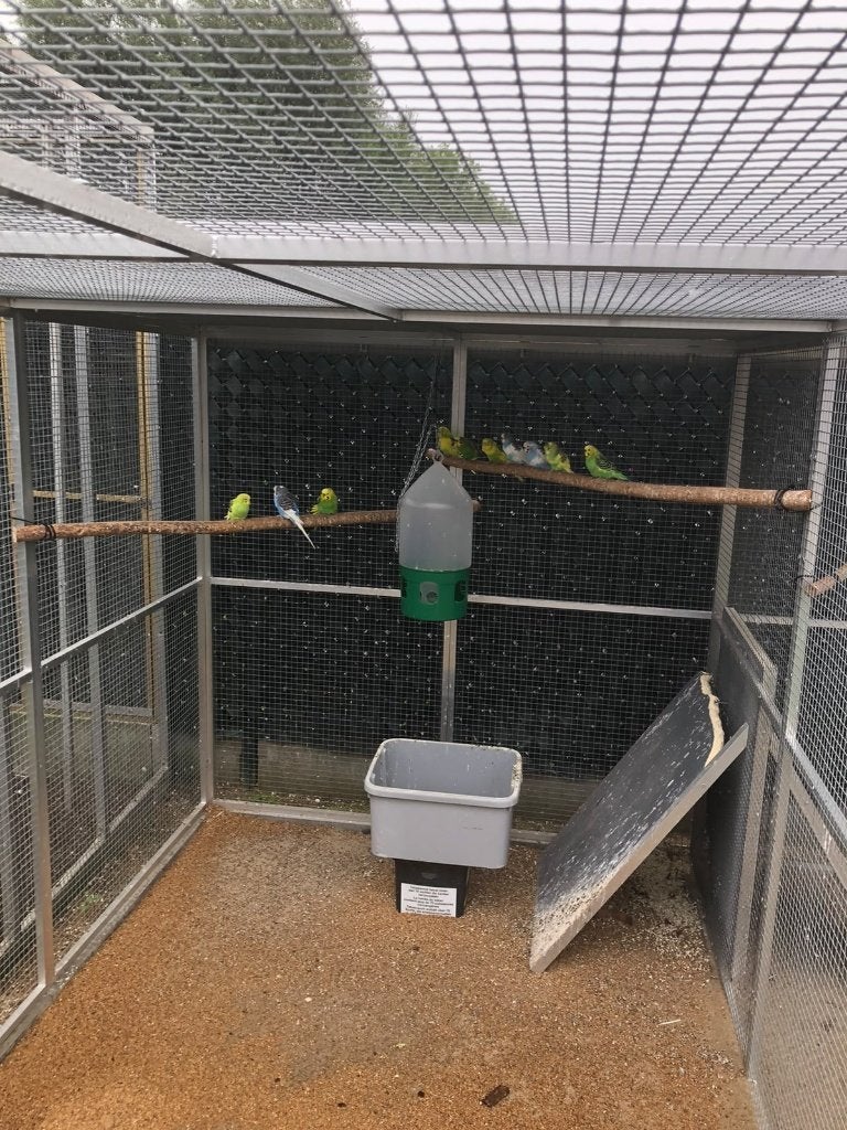 grasparkieten, Dieren en Toebehoren, Meerdere dieren, Parkiet