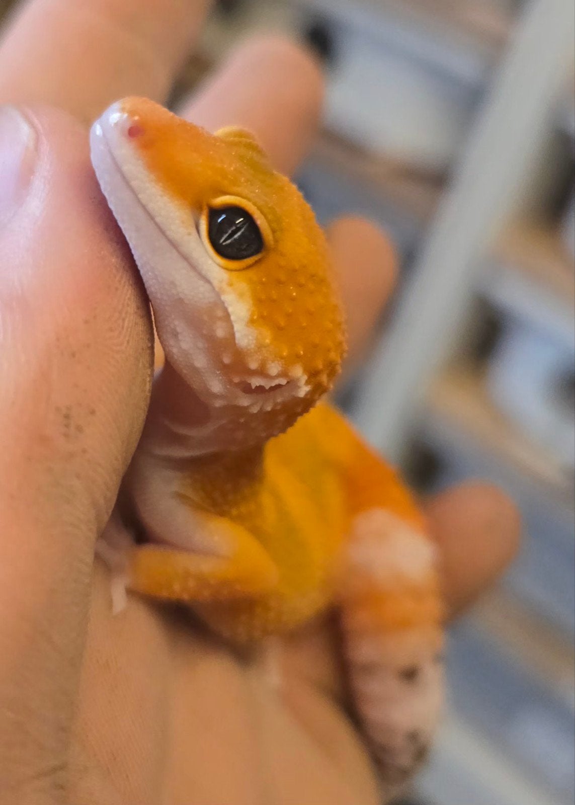Gecko léopard tangerine femelle, Animaux & Accessoires, Lézard, 0 à 2 ans