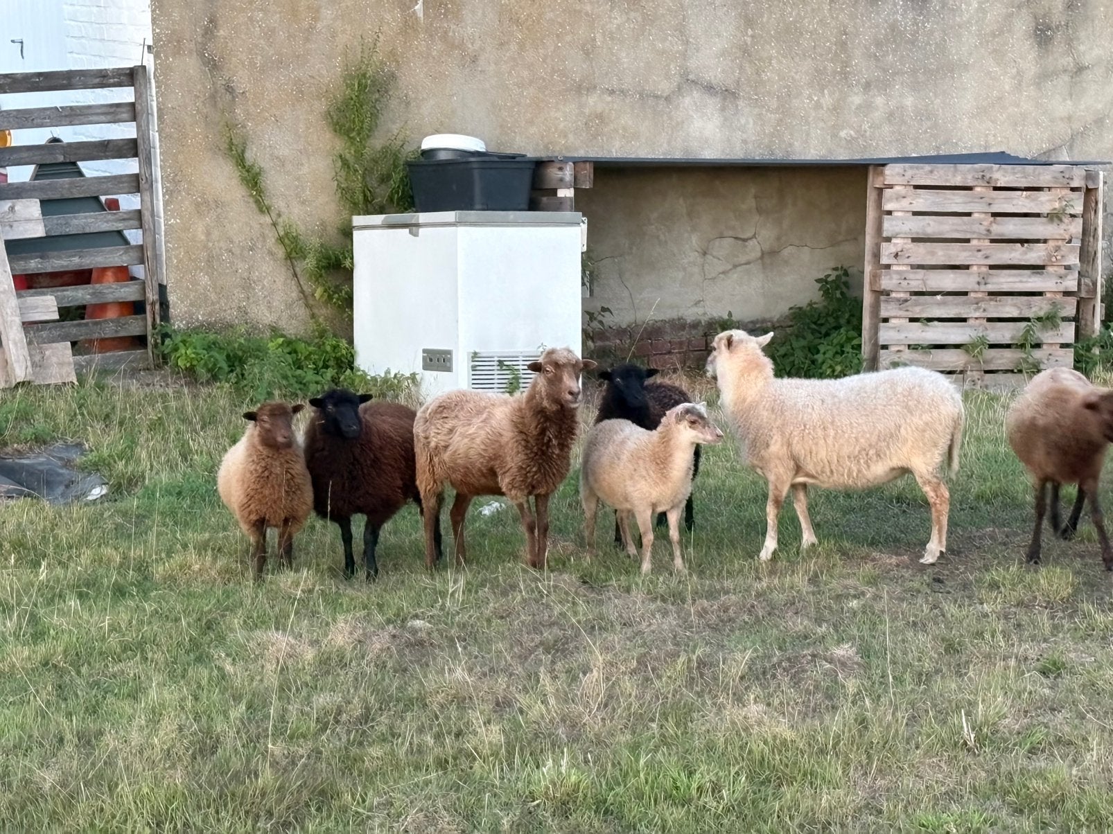 Ouessant schapen te koop, Animaux & Accessoires, Plusieurs animaux, Mouton, 0 à 2 ans