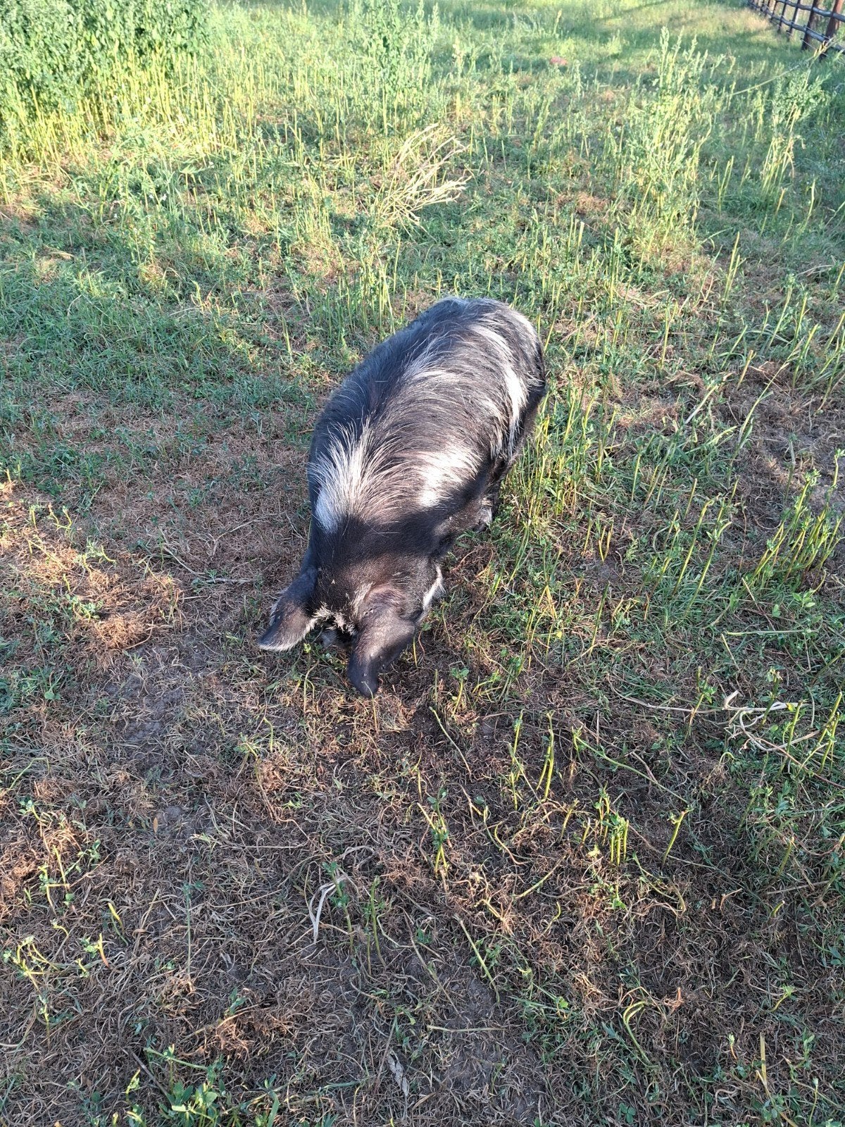 Kune kune