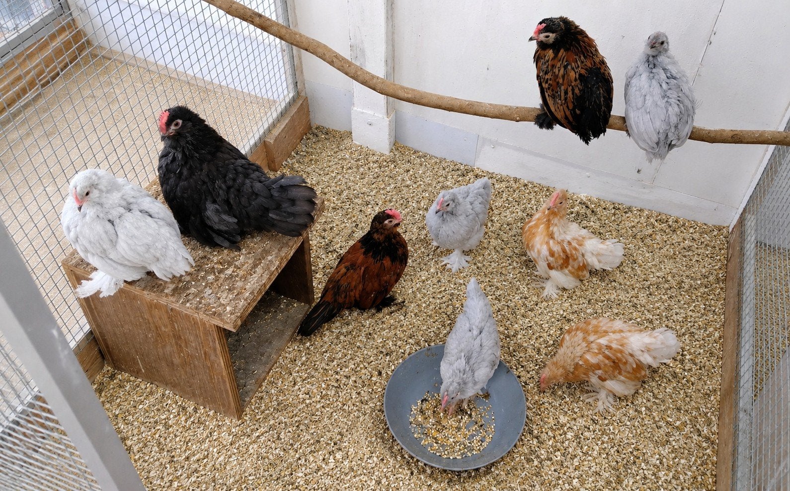 Des coqs gratuits, Animaux & Accessoires