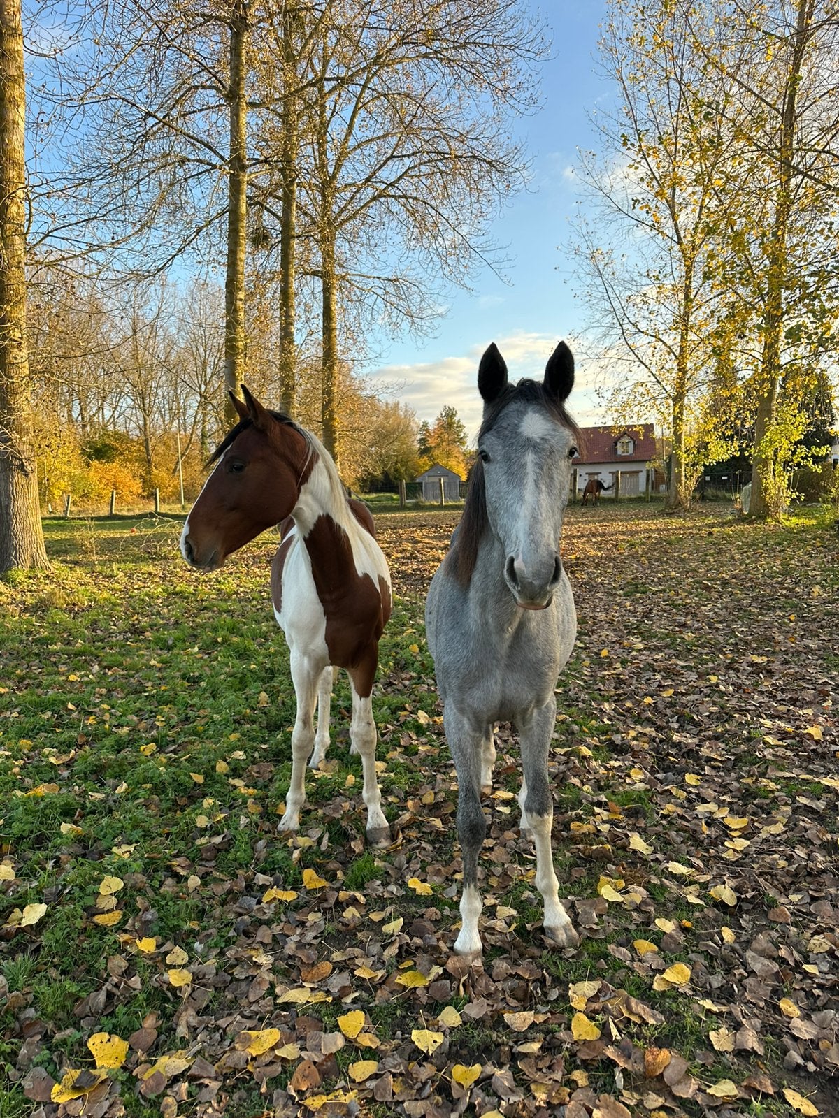 2 jarige faldiano merrie, Dieren en Toebehoren, Merrie, Onbeleerd, Springpaard, 0 tot 2 jaar