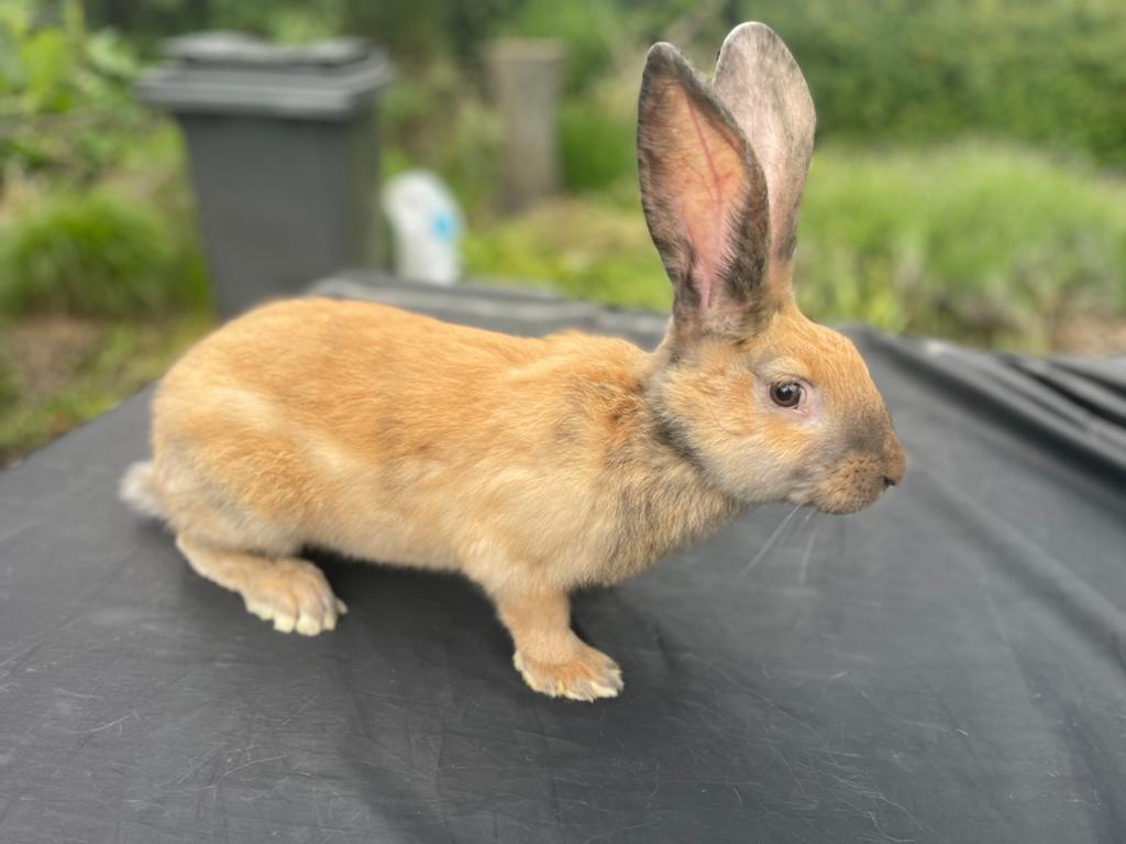 Reuzenvlinder/lotharinger, Dieren en Toebehoren