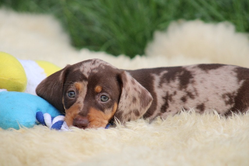 Teckel pup Choco Merle korthaar, Dieren en Toebehoren, België, CDV (hondenziekte), 8 tot 15 weken, Korthaar