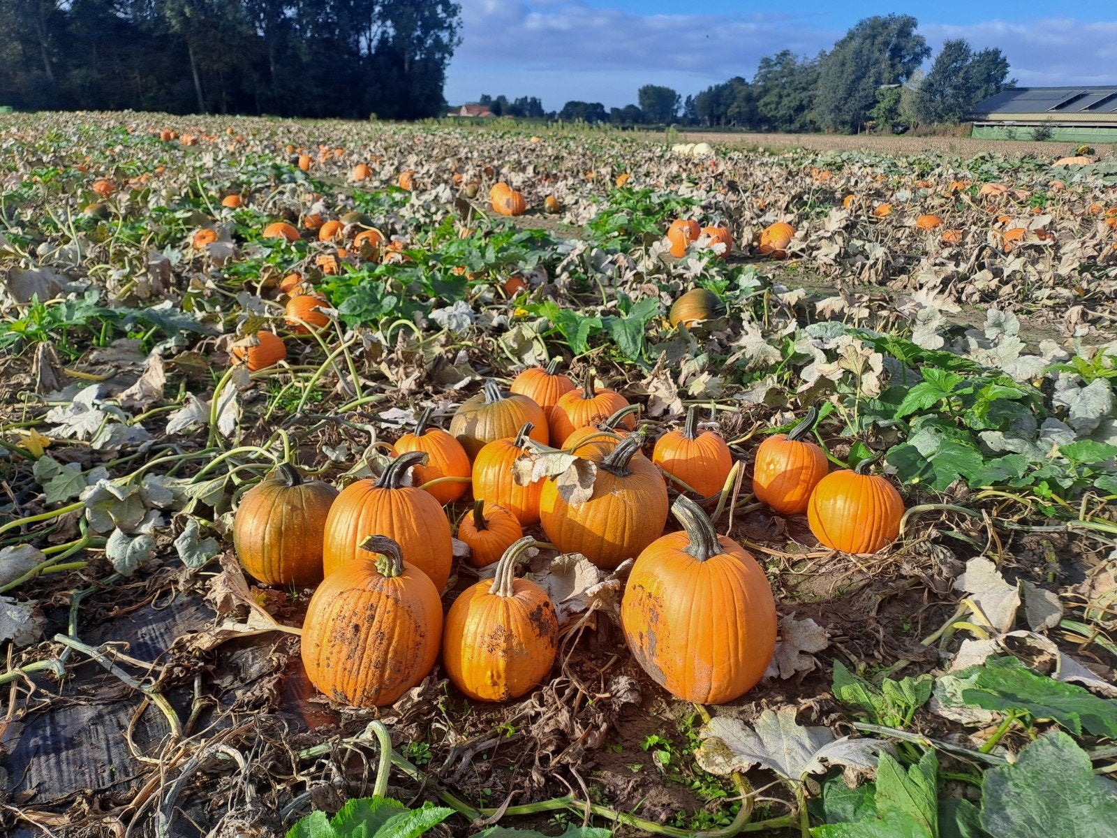 pompoenen, Ophalen