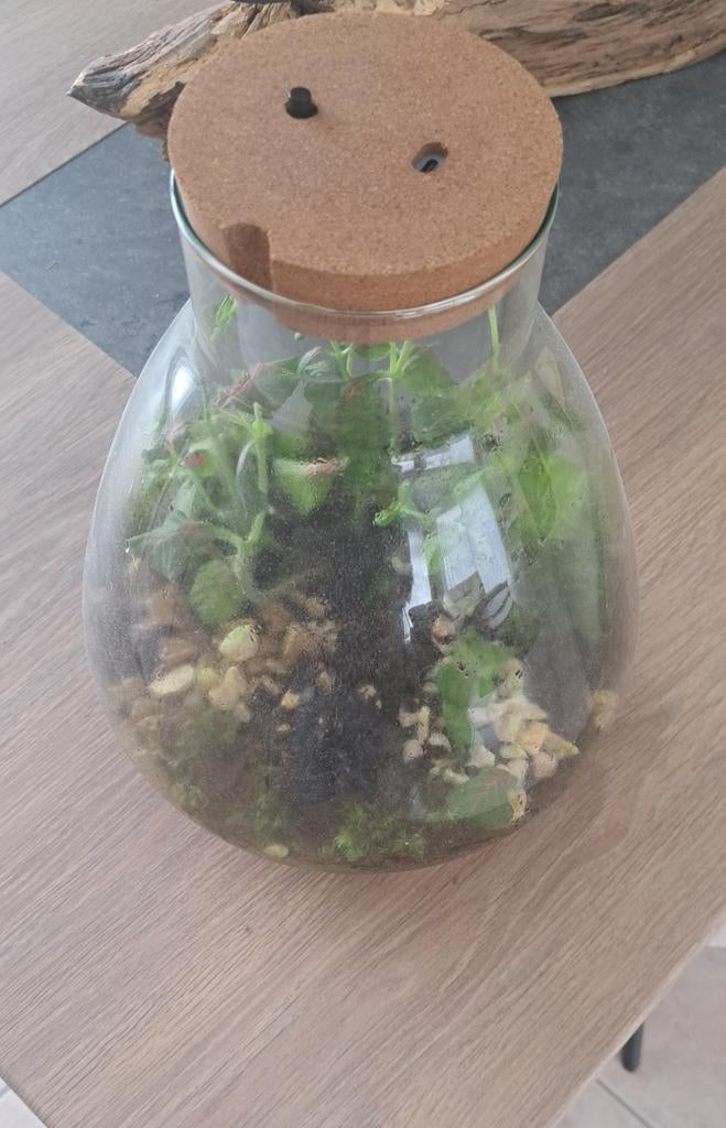Terretorium plant, Tuin en Terras, Planten | Tuinplanten, Ophalen