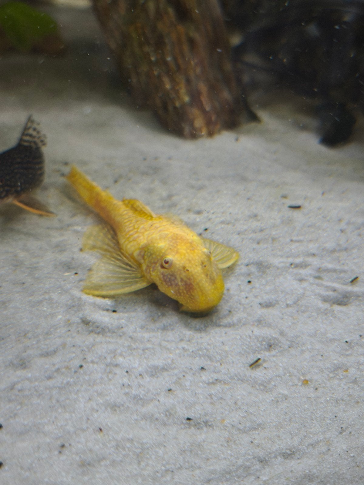 L144 of Lemon Ancistrus, Dieren en Toebehoren, Zoetwatervis